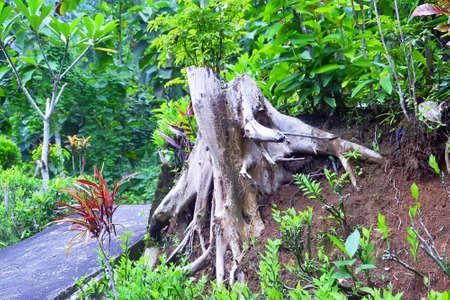 dried tree stump at the edge of the forestの写真素材
