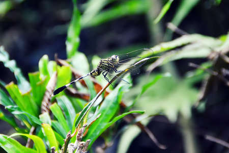 leaf tip dragonflyの写真素材