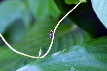 The ants crawl on the vines during the day