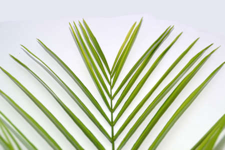 The leaves of the plant are plucked from the phalm treeの写真素材
