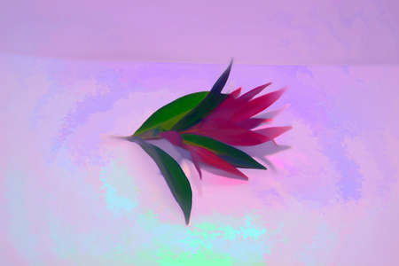 Illustration and sketch of plant leaves