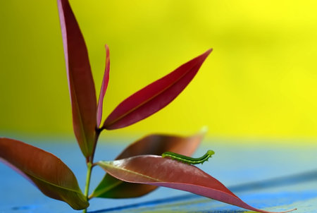 a caterpillar on a leafの写真素材