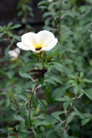 flower plants in a gardenの写真素材