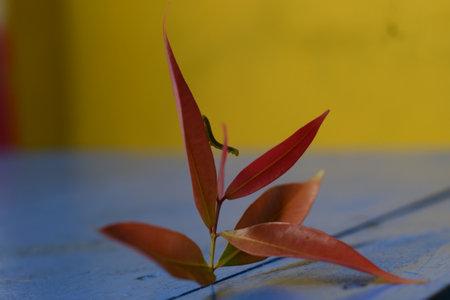 a caterpillar on a leafの写真素材