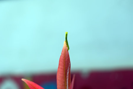 a caterpillar on a leafの写真素材