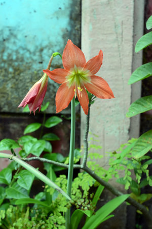 flower plants in a gardenの写真素材