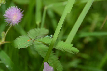 flower plant in the bushの写真素材