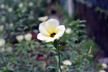 flower plants in a gardenの写真素材