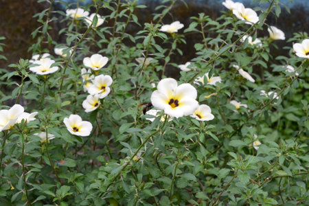 flower plants in a gardenの写真素材