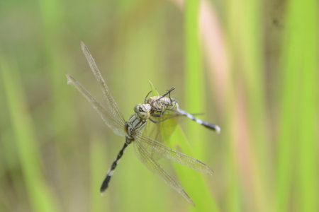 dragonflies mate during the day