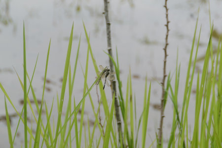 dragonflies mate during the dayの写真素材