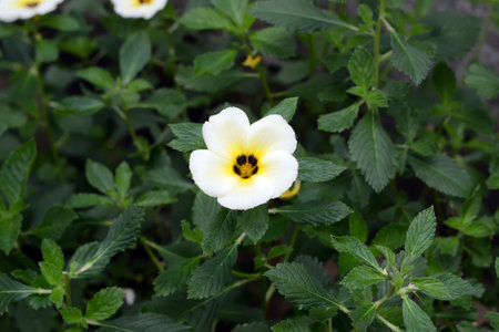 flower plants in a gardenの写真素材