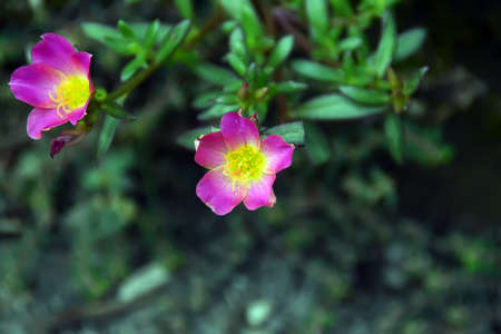 flower plant on a bush with pink and yellow petalsの写真素材