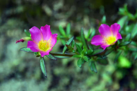 flower plant on a bush with pink and yellow petalsの写真素材