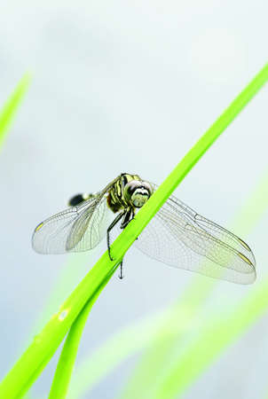 dragonfly to the grass leavesの写真素材