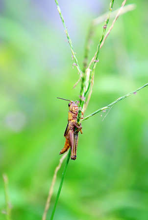 grasshopper on the leafの写真素材