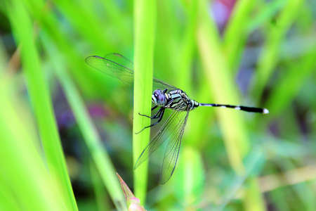 dragonfly to the grass leavesの写真素材