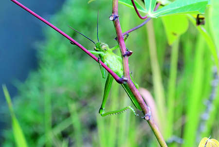 grasshoppers on cassava tree branchesの写真素材