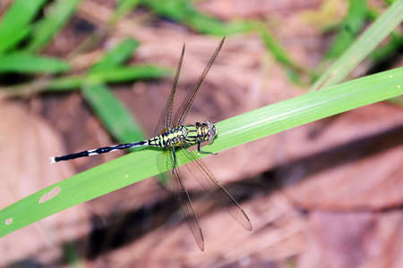 dragonfly to the grass leavesの写真素材