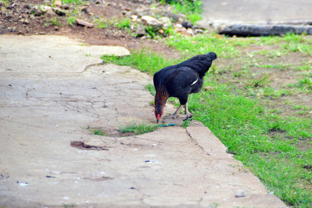chicken is looking for foodの写真素材