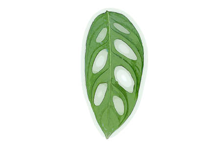 plant leaf vectorの写真素材