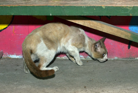 cat relaxの写真素材