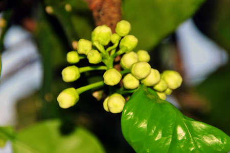 image of orange leaves and flowersの写真素材