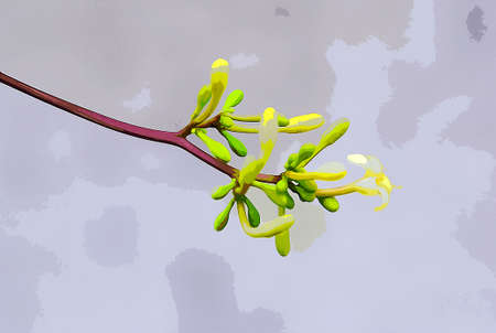 papaya flower plant pictures