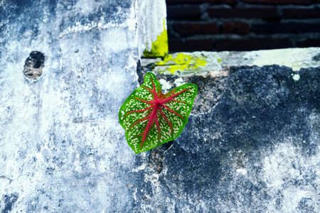 TARO LEAF PLANTS ON WALLSの写真素材