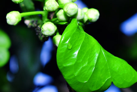 plant leaves and flowerの写真素材