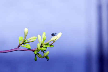 fruit, flowers and insects outdoorsの写真素材