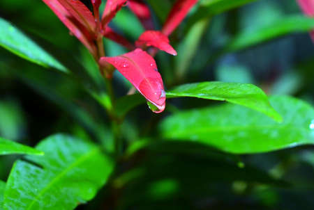 Dew on leaf in the gardenの写真素材