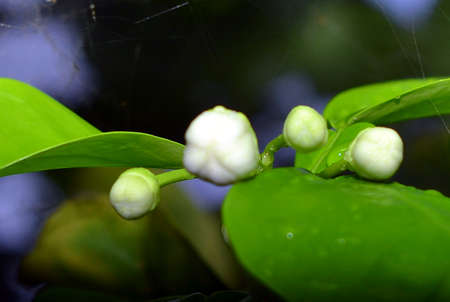 plant leaves and flowerの写真素材