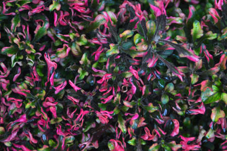 plantの写真素材