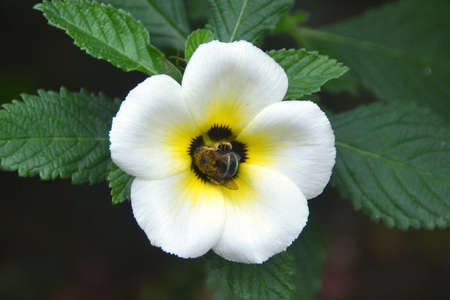 pollination process by
insect