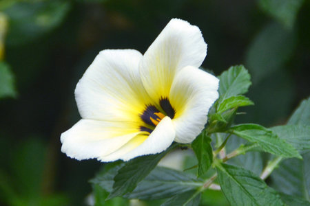 White flower plant in the gardenの写真素材