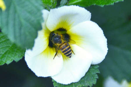 pollination process by
insectの写真素材