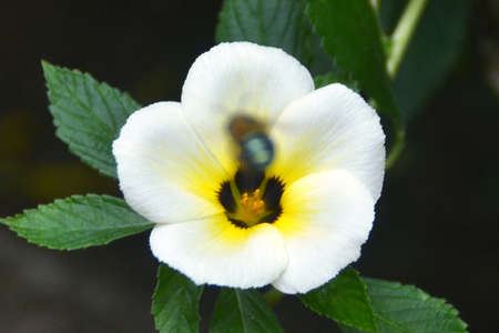 pollination process by
insectの写真素材