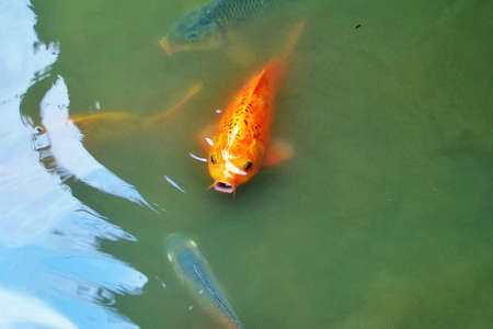 fish in pond waterの写真素材