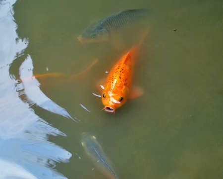 fish in pond waterの写真素材