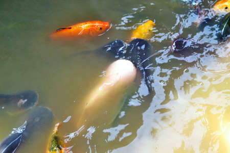 fish in pond waterの写真素材