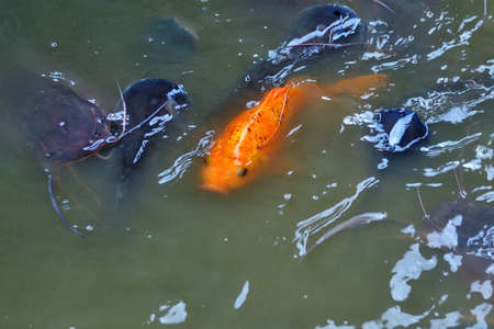 fish in pond water