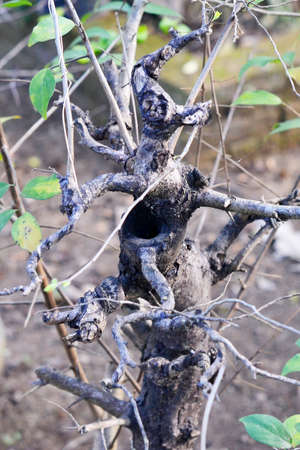 dead and hollow tree plantsの写真素材