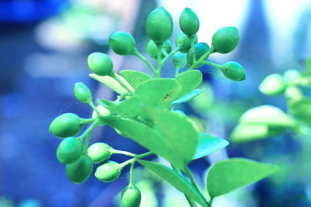 Fruit plantの写真素材