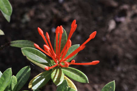 Plant flowerの写真素材