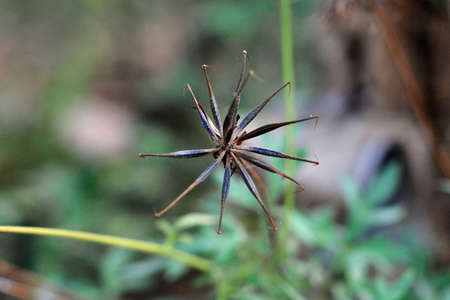dead flower plantの写真素材