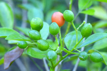Fruit plant
