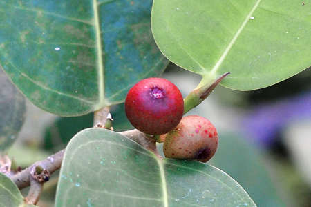pictures of plants, leaves and fruitの写真素材