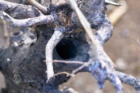 dead and hollow tree plants