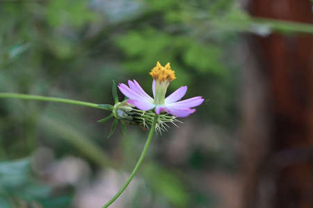 plant flower in the gardenの写真素材